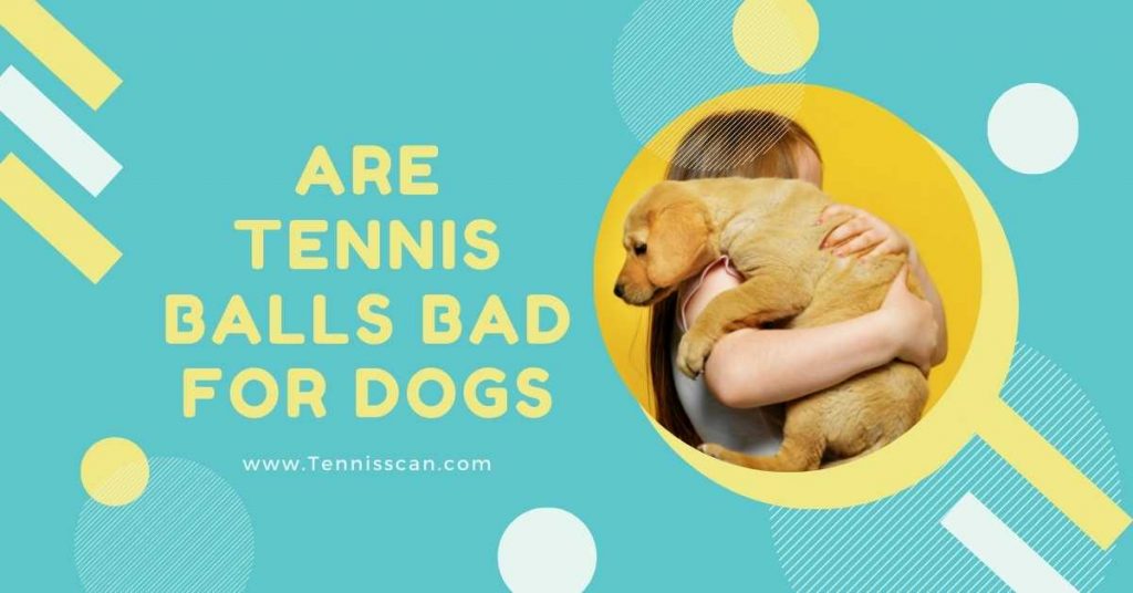 Are Tennis Balls Bad For Dogs? (Tips & Warnings 2023)