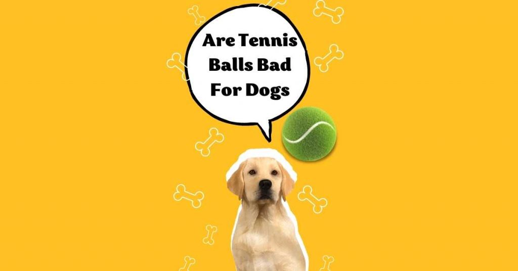 Are Tennis Balls Bad For Dogs